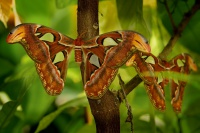 Martinac atlas - Attacus atlas 3348